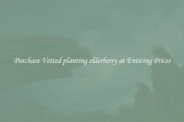 Purchase Vetted planting elderberry at Enticing Prices